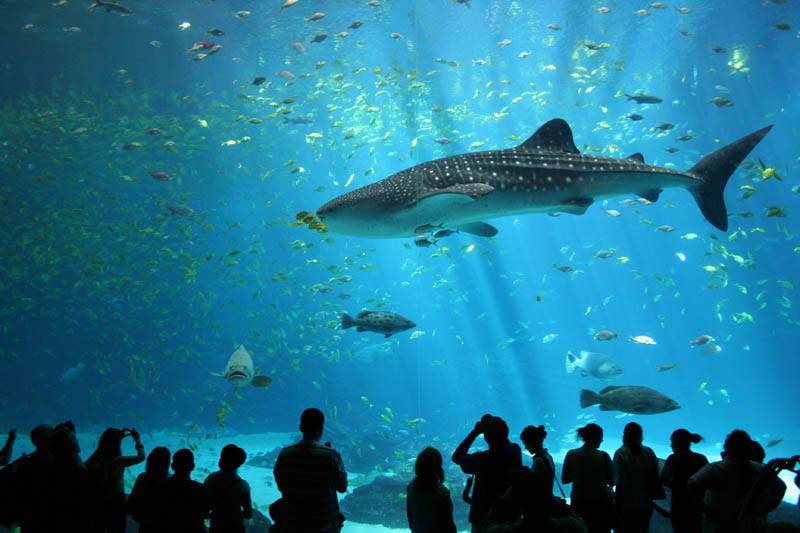 worlds largest aquarium atlanta georgia 23 The World's Largest Aquarium [25 pics]