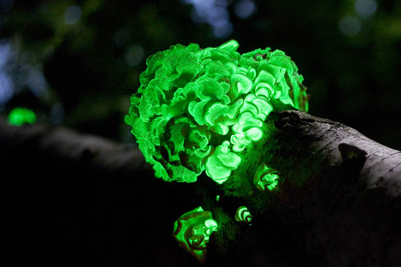 bioluminescent fungus glow in the dark bitter oyster stiptic fungus Picture of the Day: Glow in the Dark Fungus