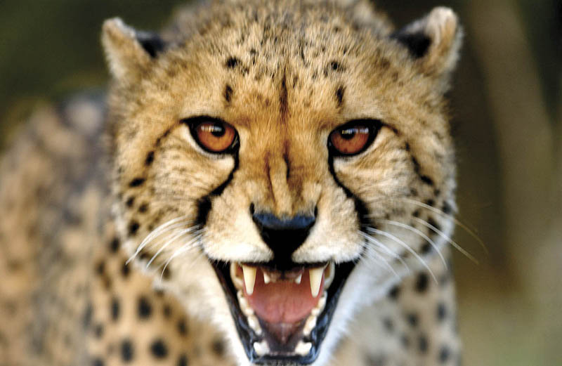 cheetah head shot The Worlds Fastest Animals on Land, Sea and Air