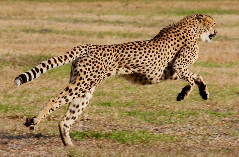 cheetah mid leap The Worlds Fastest Animals on Land, Sea and Air