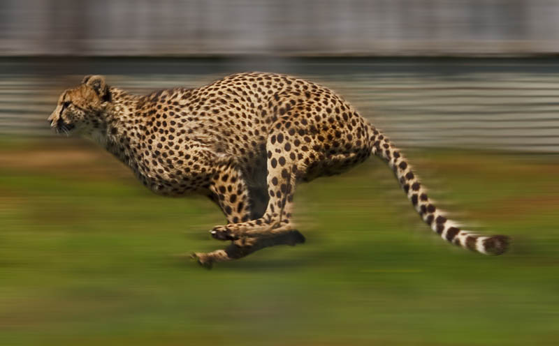 cheetah running The Worlds Fastest Animals on Land, Sea and Air
