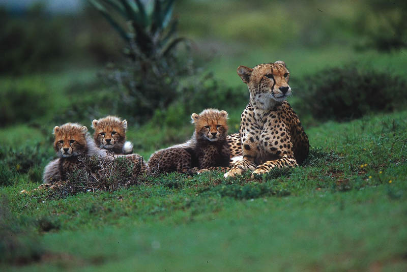 cheetah with cubs The Worlds Fastest Animals on Land, Sea and Air