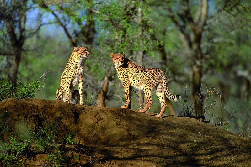 cheetahs The Worlds Fastest Animals on Land, Sea and Air