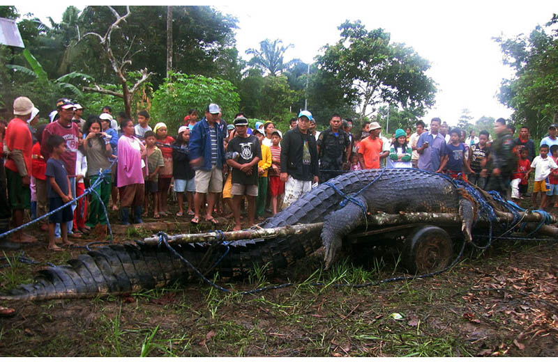 giant crocodile caught in philippines biggest largest ever Picture of the Day: Biggest. Crocodile. Ever.