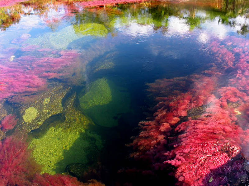 rio cano cristales river of five colours columbia 20 Trees Turned Into Giant Spider Webs From Flooding