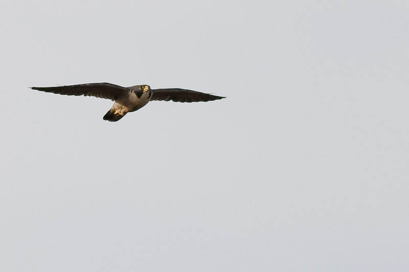 worlds fastest bird peregrine falcon 1 The Worlds Fastest Animals on Land, Sea and Air