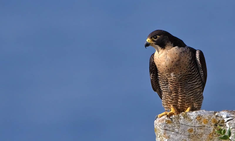 worlds fastest bird peregrine falcon 2 The Worlds Fastest Animals on Land, Sea and Air
