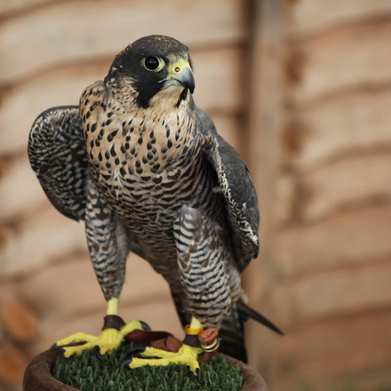 worlds fastest bird peregrine falcon 3 The Worlds Fastest Animals on Land, Sea and Air