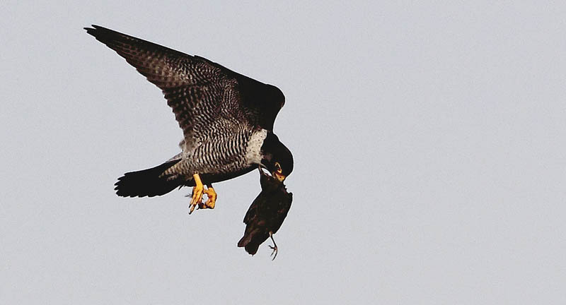 worlds fastest bird peregrine falcon 4 The Worlds Fastest Animals on Land, Sea and Air
