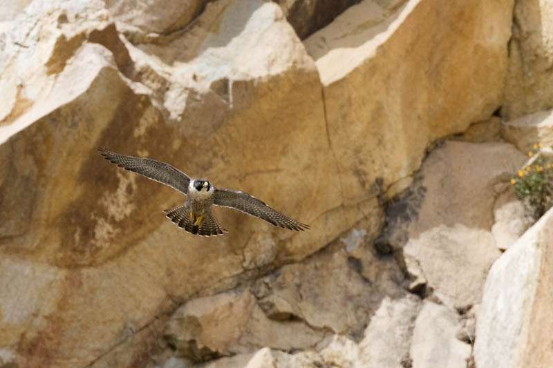 worlds fastest bird peregrine falcon 5 The Worlds Fastest Animals on Land, Sea and Air