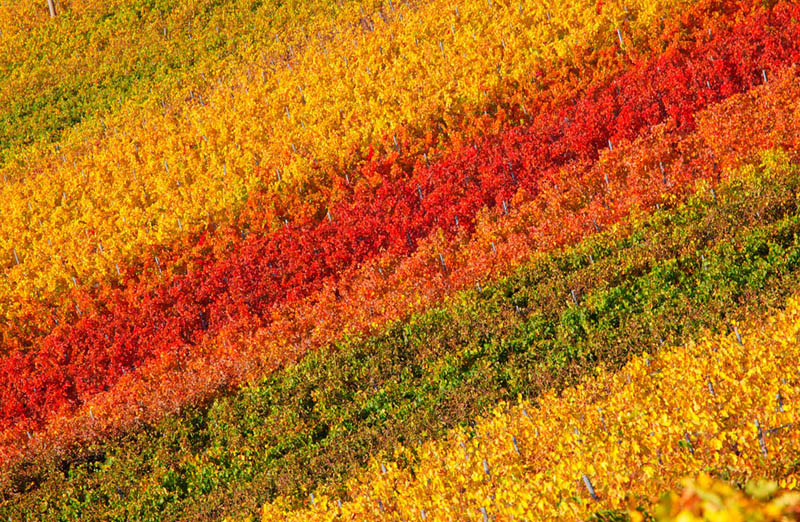 chianti classico vineyards in fall autumn tuscany italy Picture of the Day: Colorful Vineyards of Chianti Classico in Tuscany
