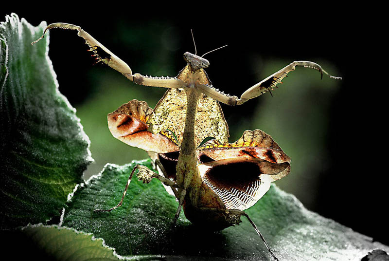 dance of the mantis by samlim The Incredible Praying Mantis [25 pics]