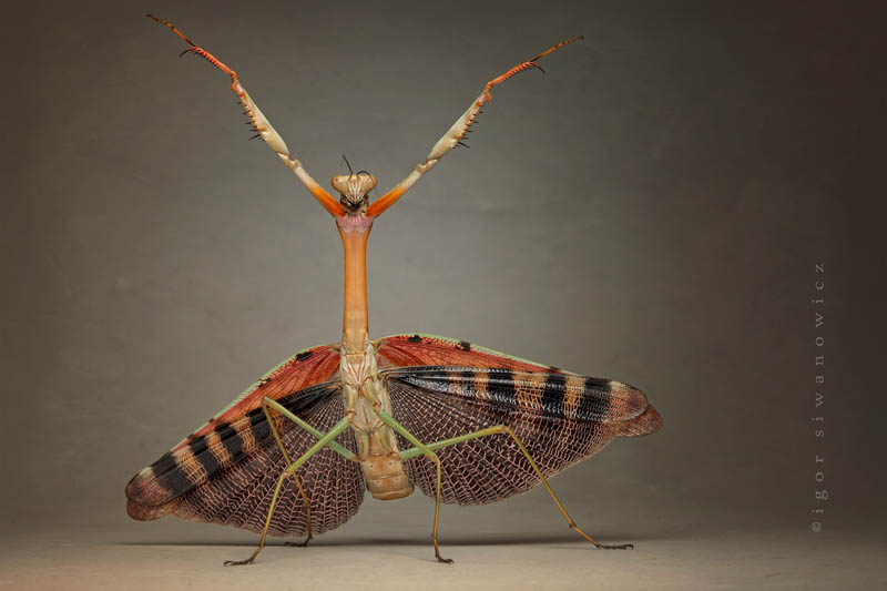 dervish by blepharopsis The Incredible Praying Mantis [25 pics]