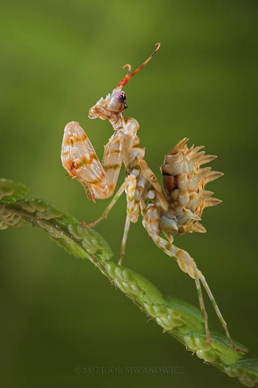 flower mantis by blepharopsis The Incredible Praying Mantis [25 pics]