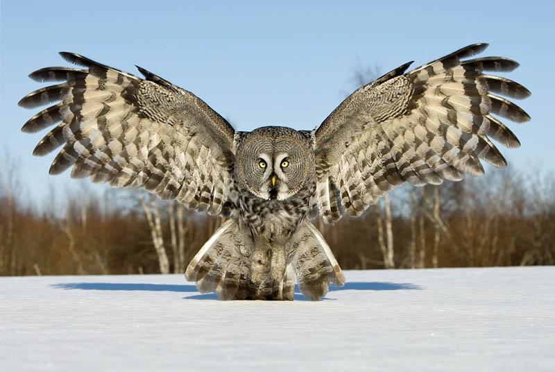 great grey owl wings spread Picture of the Day: The Great Grey Owl 