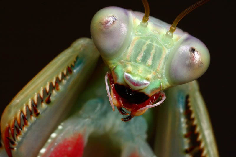 jade mantis threat pose 2 by macrojunkie The Incredible Praying Mantis [25 pics]