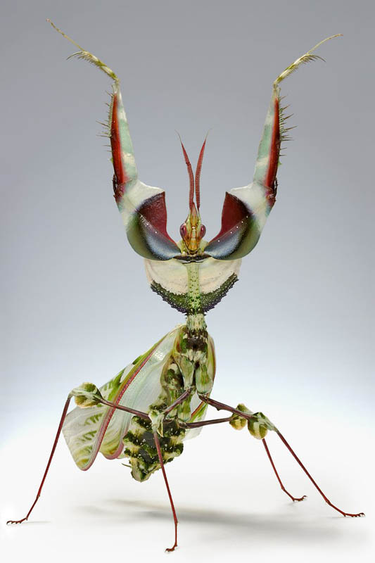 latin dance machine by blepharopsis The Incredible Praying Mantis [25 pics]