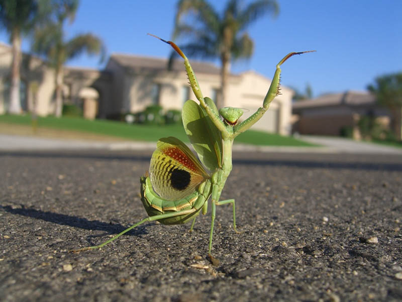 mantis by hey its laura The Incredible Praying Mantis [25 pics]