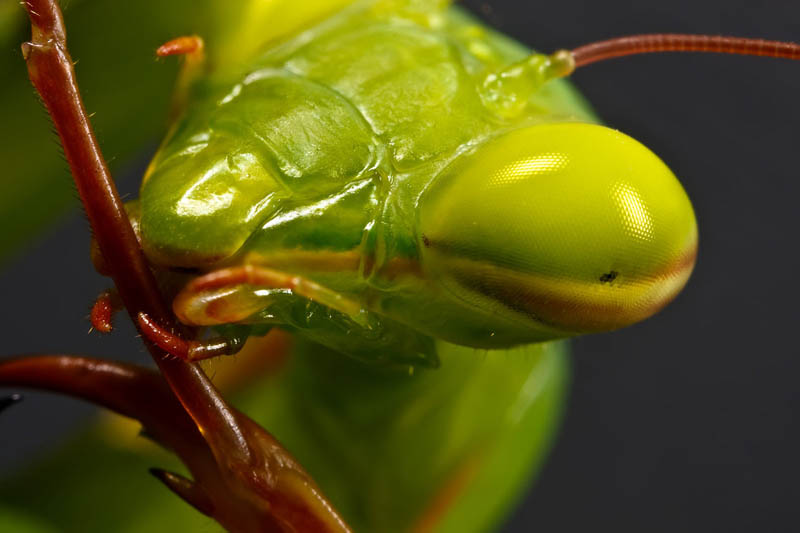 mantis maintenance by dalantech The Incredible Praying Mantis [25 pics]