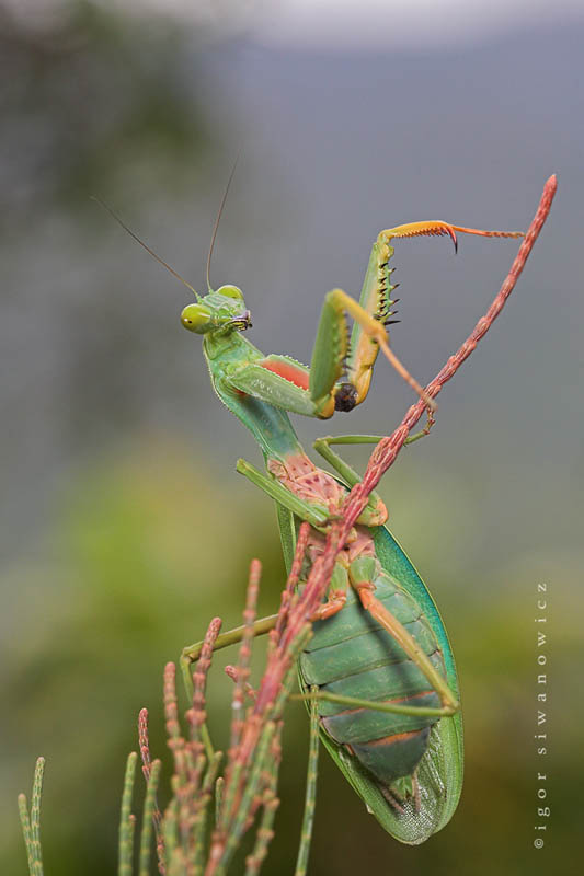 naturally mantis by blepharopsis The Incredible Praying Mantis [25 pics]
