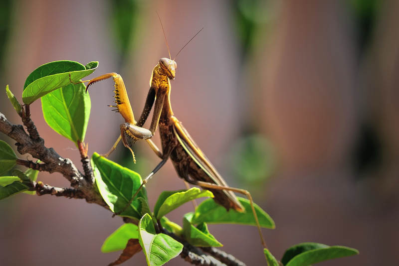 praying mantis 3 The Incredible Praying Mantis [25 pics]
