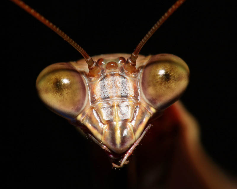 praying mantis 6 The Incredible Praying Mantis [25 pics]