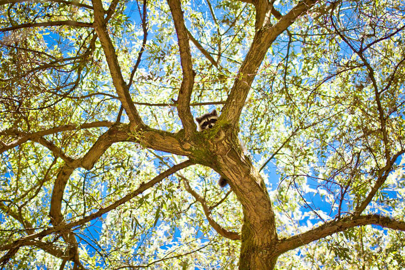 racoon in a tree popping head out Picture of the Day: Peak A Boo!