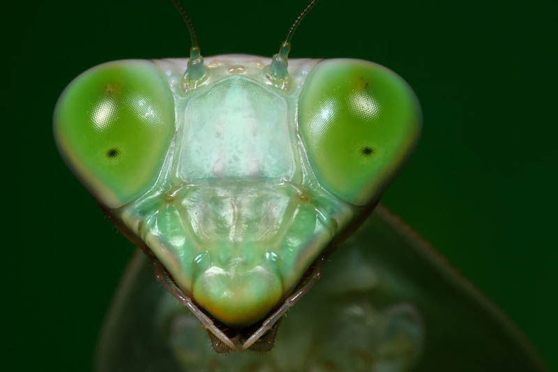 shield mantis 2 by macrojunkie The Incredible Praying Mantis [25 pics]