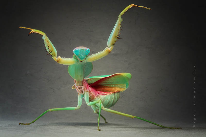 ta daa by blepharopsis The Incredible Praying Mantis [25 pics]