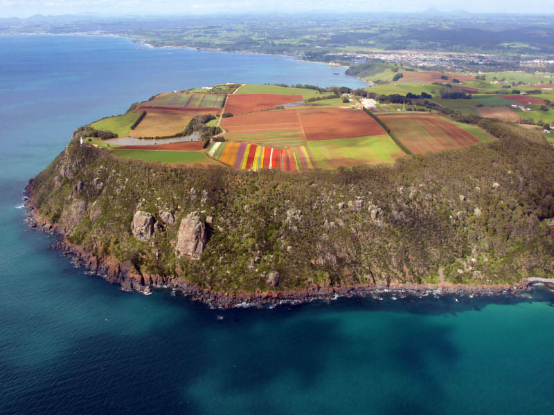 table cape tulip farm aerial photograph tasmania Picture of the Day: The Table Cape Tulip Farm from Above 