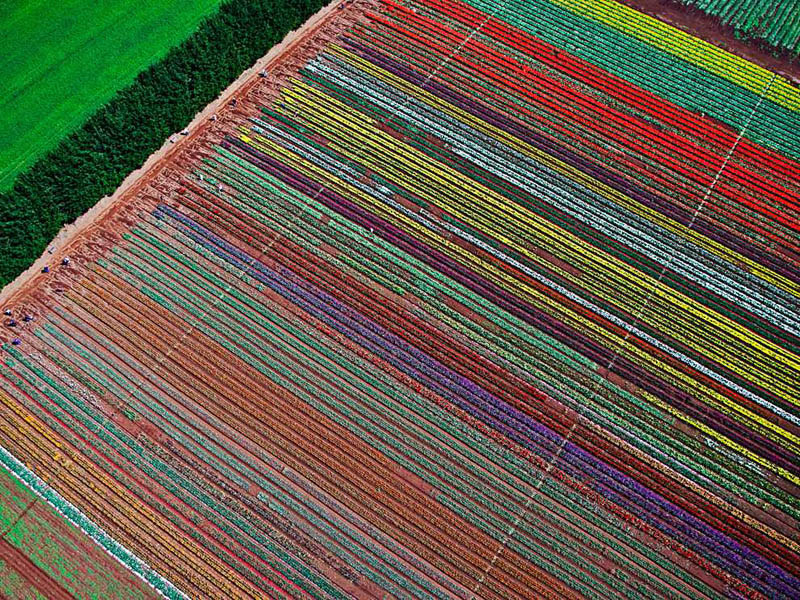 table cape tulip farm from above aerial photograph Picture of the Day: The Table Cape Tulip Farm from Above 