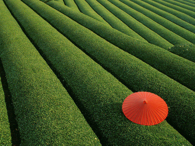 tea field red umbrella japan Picture of the Day: Stunning Tea Field in Japan