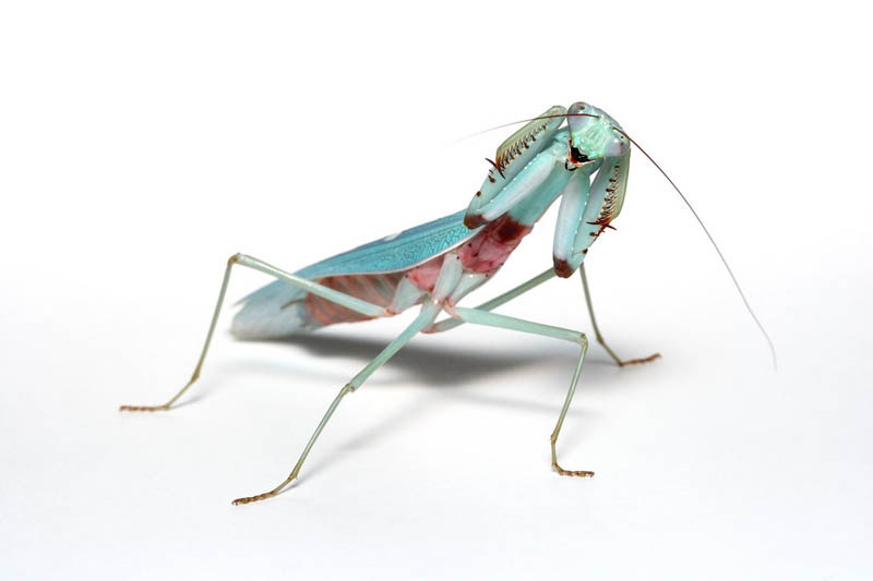 threat pose jade mantis male by macrojunkie The Incredible Praying Mantis [25 pics]