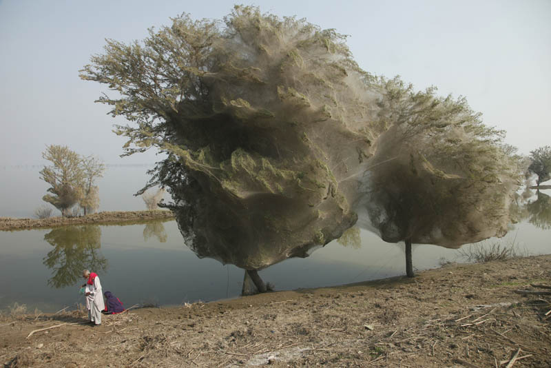 trees covered in spider webs in pakistan 1 Trees Turned Into Giant Spider Webs From Flooding
