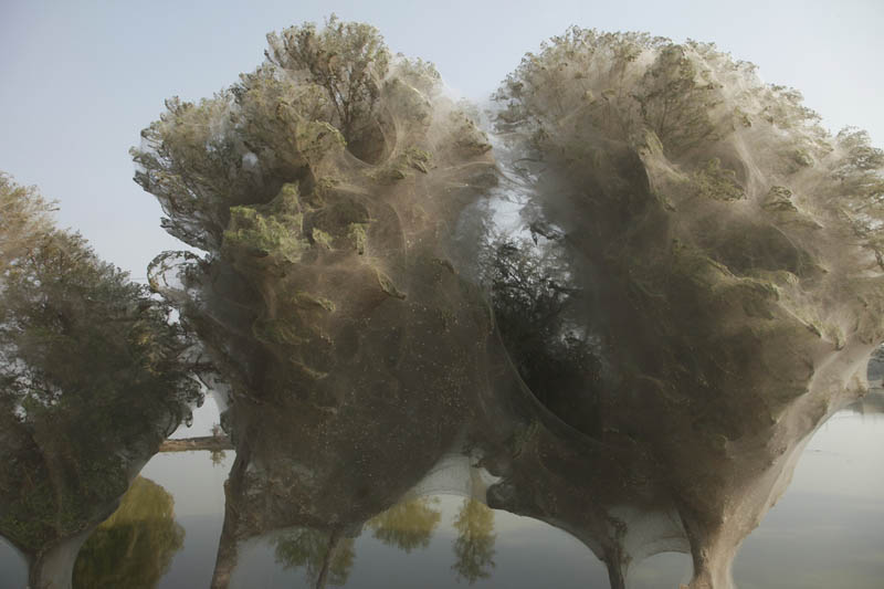trees covered in spider webs in pakistan 3 Trees Turned Into Giant Spider Webs From Flooding