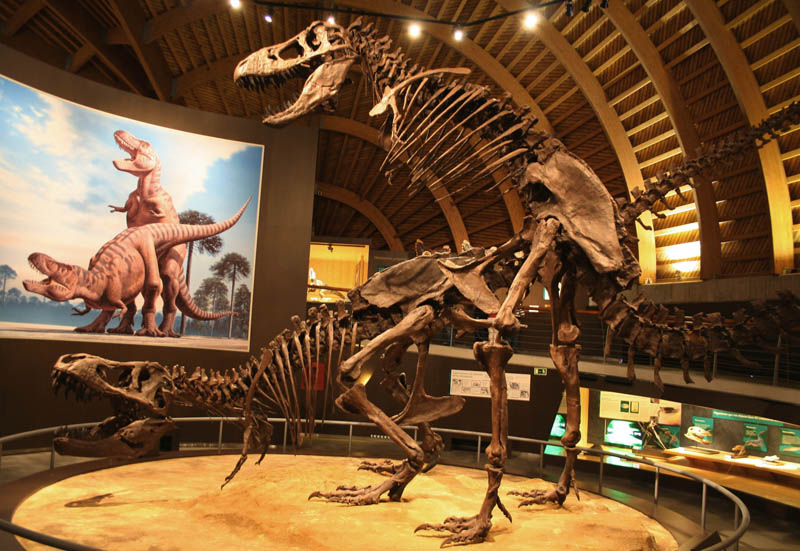 tyrannosaurus sex dinosaur skeletons in museum mating Picture of the Day: Tyrannosaurus Sex