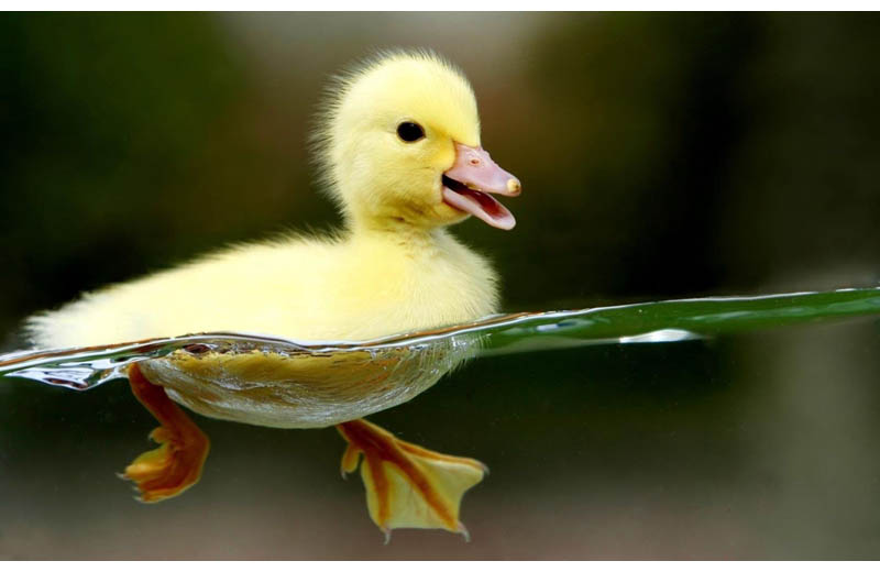 adorable waterproof baby duck floating on water Picture of the Day: Adorable Waterproof Duckling