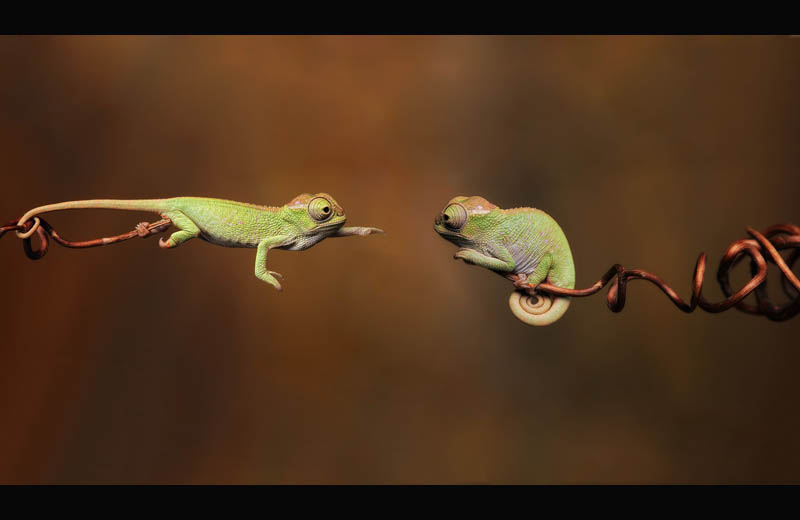 baby chameleons branching out Picture of the Day: Baby Chameleons Branching Out
