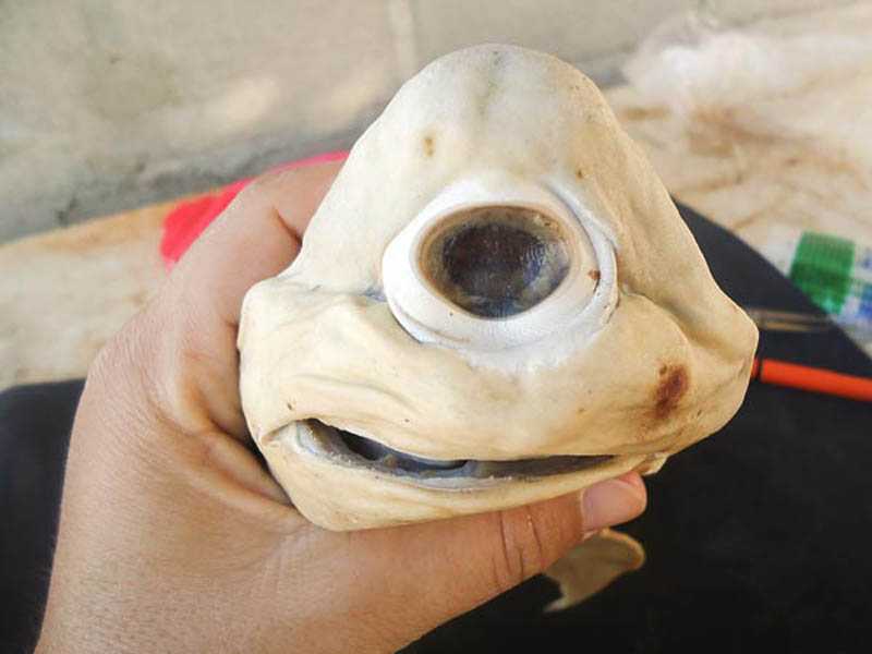 cyclops shark with one eye Picture of the Day: Rare Cyclops Shark!