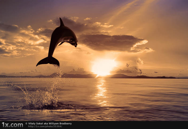dolphin jumping into sunset Picture of the Day: Onward and Upward