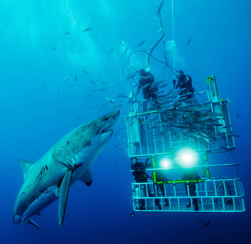 huge giant great white shark divers in cage Picture of the Day: The Mighty Great White Shark
