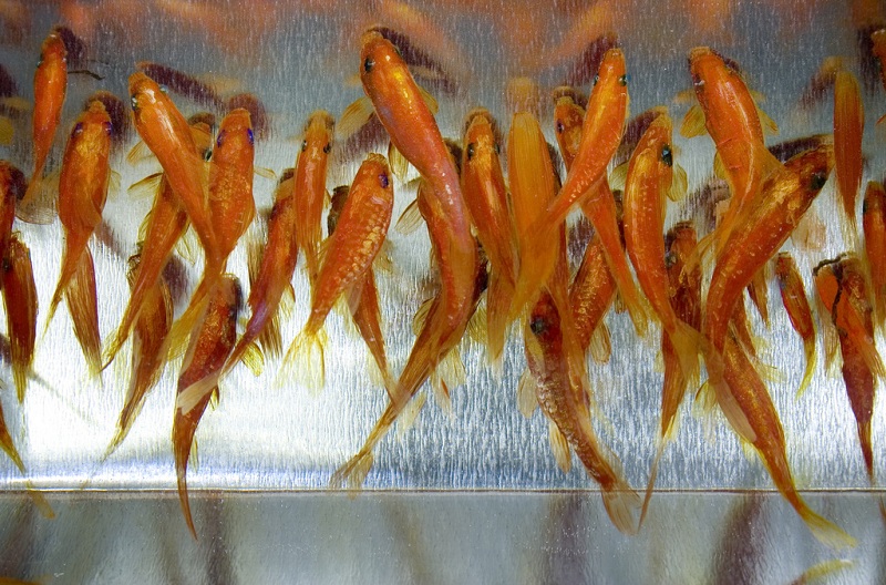 3d fish sculpture paintings layer by layer riusuke fukahori 11 Incredible 3D Sculptural Art Painted Layer by Layer