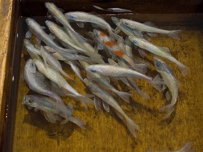 3d fish sculpture paintings layer by layer riusuke fukahori 2 Incredible 3D Sculptural Art Painted Layer by Layer