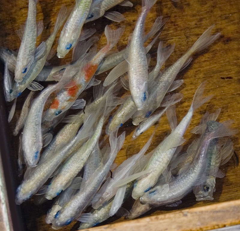3d fish sculpture paintings layer by layer riusuke fukahori 3 Incredible 3D Sculptural Art Painted Layer by Layer