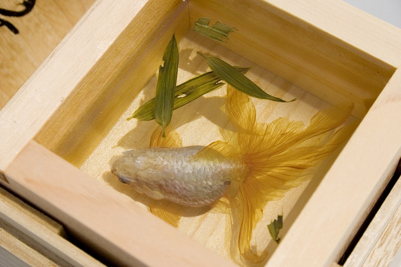 3d fish sculpture paintings layer by layer riusuke fukahori 4 Incredible 3D Sculptural Art Painted Layer by Layer