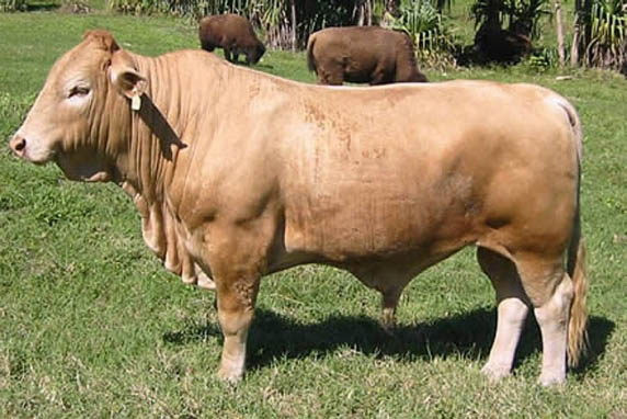 beefalo 10 Bizarre Hybrid Animals