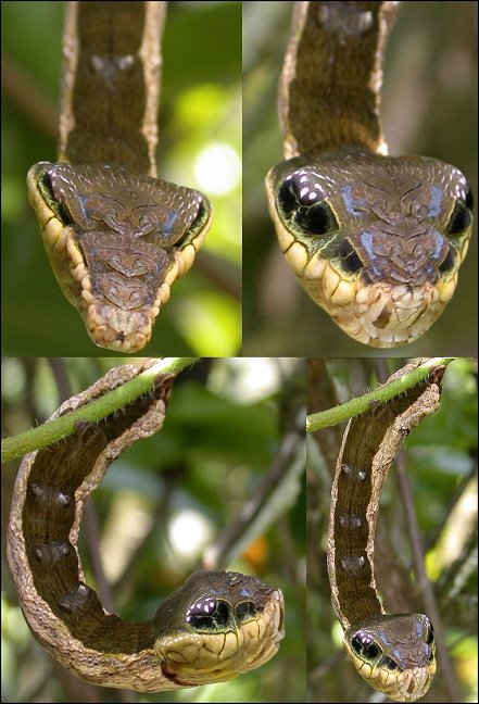 caterpillar that looks like a snake elephant hawk moth 1 The Amazing Caterpillar That Looks Like a Snake