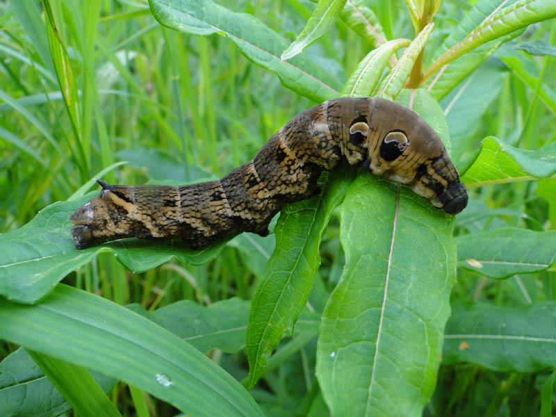 caterpillar that looks like a snake elephant hawk moth 3 The Amazing Caterpillar That Looks Like a Snake