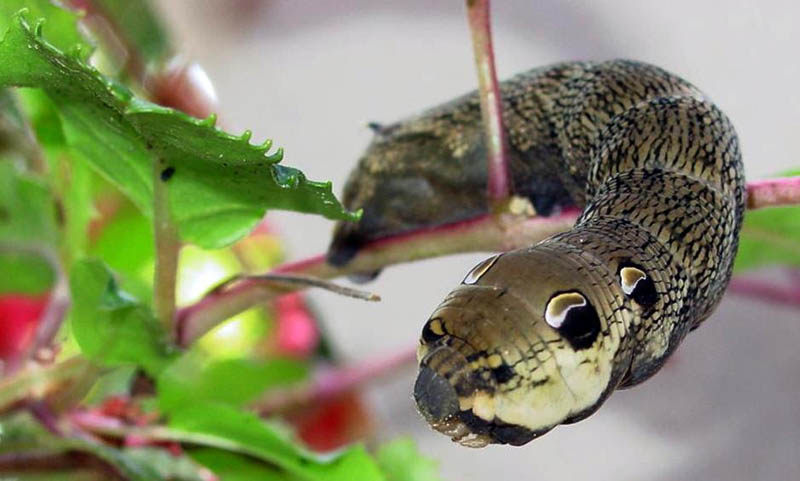 caterpillar that looks like a snake elephant hawk moth 4 The Amazing Caterpillar That Looks Like a Snake