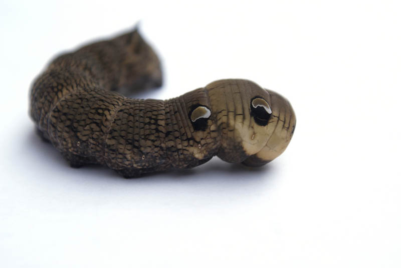 caterpillar that looks like a snake elephant hawk moth 6 The Amazing Caterpillar That Looks Like a Snake